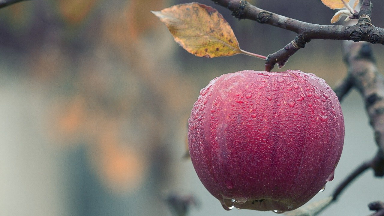 Аграрии начнут платить пошлины за ввоз яблок в Россию