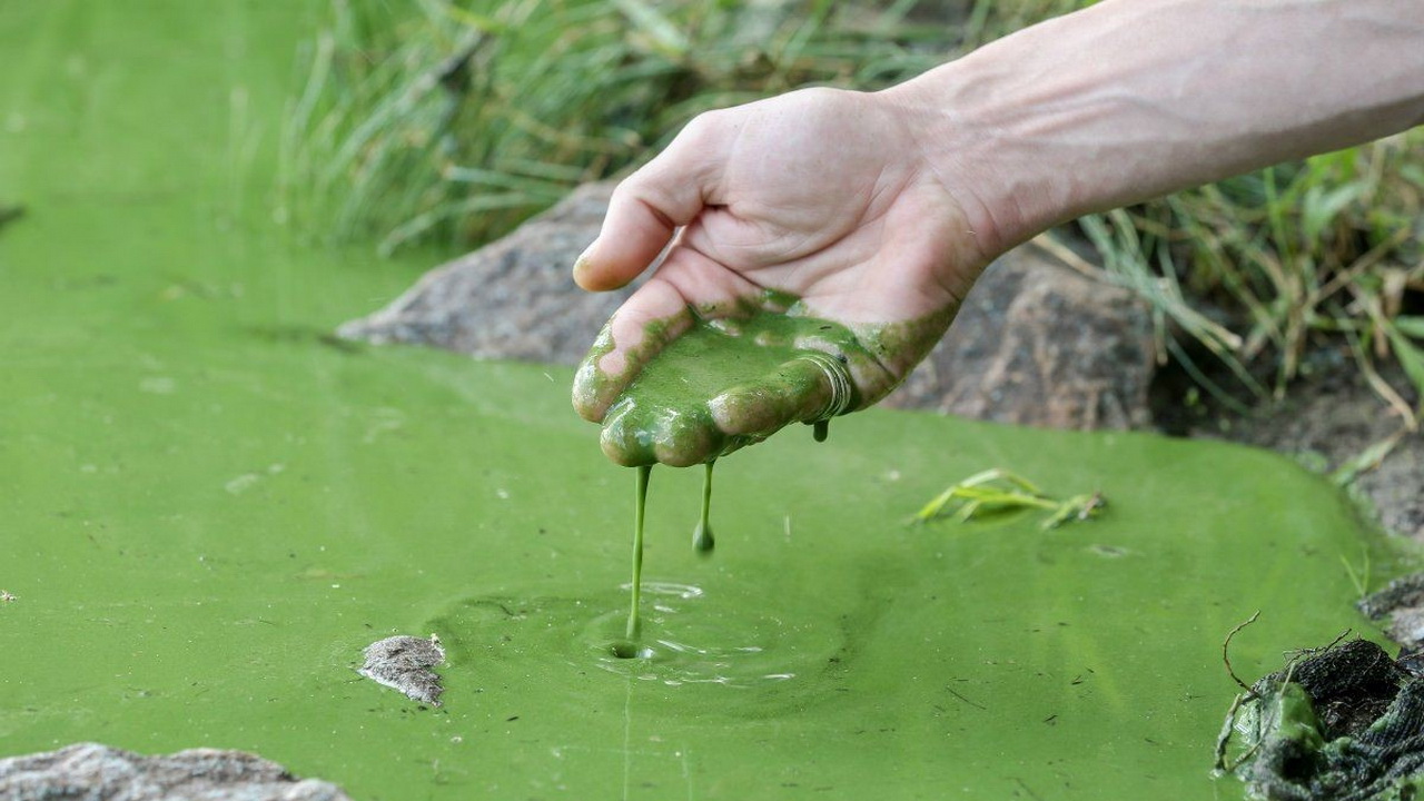 Сколько цветет вода. Цветение водоемов. Цианобактерии в водоеме.