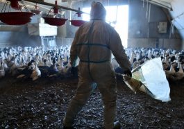 Во Франции уничтожают миллионы птиц